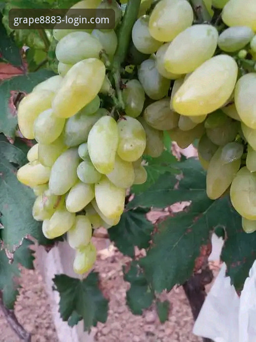新葡萄平台极速体验实用指南：从注册到畅玩的必备知识